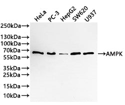 Western Blot
Positive WB detected in: HeLa whole cell lysate(30µg) , PC-3 whole cell lysate(30µg) , Hep-G2 whole cell lysate(30µg) , SW620 whole cell lysate(30µg) , U937 whole cell lysate(30µg) 
All lanes: AMPK alpha 1 antibody at 1:1000
Secondary
Goat polyclonal to rabbit IgG at 1/50000 dilution
Predicted band size: 64 kDa
Observed band size: 64 kDa
Exposure time: 3min