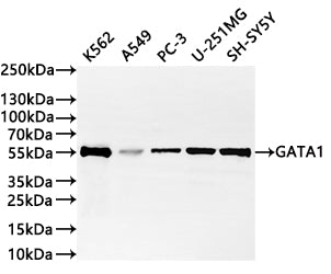 Western Blot
Positive WB detected in: K562 whole cell lysate(20µg) ,A549 whole cell lysate(20µg) , PC-3 whole cell lysate(20µg) ,U-251MG whole cell lysate(20µg) ,SH-SY5Y whole cell lysate(20µg) 
All lanes: GATA1 antibody at 1:1000
Secondary
Goat polyclonal to rabbit IgG at 1/40000 dilution
Predicted band size: 43 kDa
Observed band size: 55 kDa
Exposure time：2min