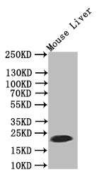 Western Blot
Positive WB detected in: Mouse Liver tissue lysate
All lanes:Ferritin antibody at 1:500
Secondary
Goat polyclonal to rabbit IgG at 1/50000 dilution
Predicted band size: 21 kDa
Observed band size: 21 kDa