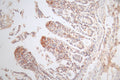 IHC image of CSB-RA574653A0HU diluted at 1:80 and staining in paraffin-embedded human small intestine tissue performed on a Leica BondTM system. After dewaxing and hydration, antigen retrieval was mediated by high pressure in a citrate buffer (pH 6.0) . Section was blocked with 10% normal goat serum 30min at RT. Then primary antibody (1% BSA) was incubated at 4°C overnight. The primary is detected by a Goat anti-rabbit polymer IgG labeled by HRP and visualized using 0.49% DAB.