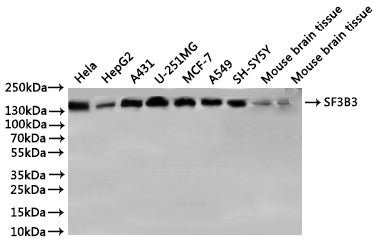 Western Blot
Positive WB detected in: Hela whole cell lysate(30µg), HepG2 whole cell lysate(30µg), A431 whole cell lysate(30µg), U-251MG whole cell lysate(30µg), MCF-7 whole cell lysate(30µg), A549 whole cell lysate(30µg), SH-SY5Y whole cell lysate(30µg), Mouse brain tissue lysate(30µg), Rat brain tissue lysate(30µg)
All lanes: SF3B3 antibody at 1:1000
Secondary
Goat polyclonal to rabbit IgG at 1/40000 dilution
Predicted band size: 136 kDa
Observed band size: 136 kDa
Exposure time：30s