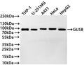 Western Blot
Positive WB detected in: THP-1 whole cell lysate(30µg) , U-251MG whole cell lysate(30µg) , A431 whole cell lysate(30µg) , HeLa whole cell lysate(30µg) , HepG2 whole cell lysate(30µg) 
All lanes: GUSB antibody at 1:1000
Secondary
Goat polyclonal to rabbit IgG at 1/40000 dilution
Predicted band size: 75 kDa
Observed band size: 78 kDa
Exposure time：3min