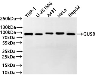 Western Blot
Positive WB detected in: THP-1 whole cell lysate(30µg) , U-251MG whole cell lysate(30µg) , A431 whole cell lysate(30µg) , HeLa whole cell lysate(30µg) , HepG2 whole cell lysate(30µg) 
All lanes: GUSB antibody at 1:1000
Secondary
Goat polyclonal to rabbit IgG at 1/40000 dilution
Predicted band size: 75 kDa
Observed band size: 78 kDa
Exposure time：3min
