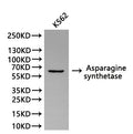 Western Blot, 
Positive WB detected in:K562 whole cell lysate(30µg)
All lanes: Asparagine synthetase antibody at 1:1000
Secondary
Goat polyclonal to rabbit IgG at 1/40000 dilution
Predicted band size: 64 kDa
Observed band size: 64 kDa
Exposure time：180s