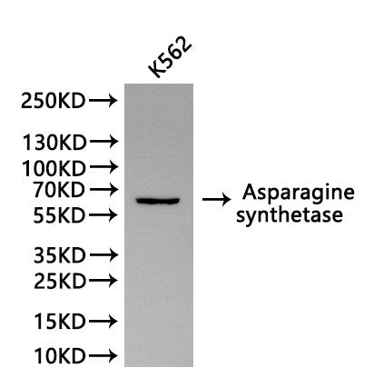 Western Blot, 
Positive WB detected in:K562 whole cell lysate(30µg)
All lanes: Asparagine synthetase antibody at 1:1000
Secondary
Goat polyclonal to rabbit IgG at 1/40000 dilution
Predicted band size: 64 kDa
Observed band size: 64 kDa
Exposure time：180s