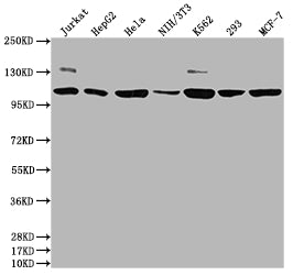 PIK3CA Antibody – Figure 1 of 2