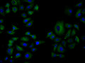 Immunofluorescence staining of Hela cell with CSB-RA580392A0HU at 1:50, counter-stained with DAPI. The cells were fixed in 4% formaldehyde, permeabilized using 0.2% Triton X-100 and blocked in 10% normal Goat Serum. The cells were then incubated with the antibody overnight at 4°C. The secondary antibody was Alexa Fluor 488-congugated AffiniPure Goat Anti-Rabbit IgG(H+L) .