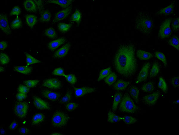 Immunofluorescence staining of Hela cell with CSB-RA580392A0HU at 1:50, counter-stained with DAPI. The cells were fixed in 4% formaldehyde, permeabilized using 0.2% Triton X-100 and blocked in 10% normal Goat Serum. The cells were then incubated with the antibody overnight at 4°C. The secondary antibody was Alexa Fluor 488-congugated AffiniPure Goat Anti-Rabbit IgG(H+L) .
