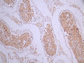 IHC image of CSB-RA582013A0HU diluted at 1:100 and staining in paraffin-embedded human testis tissue performed on a Leica BondTM system. After dewaxing and hydration, antigen retrieval was mediated by high pressure in a citrate buffer (pH 6.0). Section was blocked with 10% normal goat serum 30min at RT. Then primary antibody (1% BSA) was incubated at 4°C overnight. The primary is detected by a Goat anti-rabbit polymer IgG labeled by HRP and visualized using 0.05% DAB.