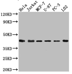 Western Blot
Positive WB detected in: Hela whole cell lysate, Jurkat whole cell lysate, MCF-7 whole cell lysate, U-87 whole cell lysate, PC-3 whole cell lysate, L02 whole cell lysate
All lanes: p38 antibody at 1:1000
Secondary
Goat polyclonal to rabbit IgG at 1/50000 dilution
Predicted band size: 42, 42, 35, 36, 30 kDa
Observed band size: 42 kDa