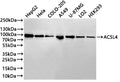 Western Blot
Positive WB detected in: HepG2 whole cell lysate(20µg) , Hela whole cell lysate(20µg) ,COLO-205 whole cell lysate(20µg) , A549 whole cell lysate(20µg) , U-87MG whole cell lysate(20µg) ,LO2 whole cell lysate(20µg) , HEK293 whole cell lysate(20µg) 
All lanes: ACSL4 antibody at 1:1000
Secondary
Goat polyclonal to rabbit IgG at 1/40000 dilution
Predicted band size: 79 kDa
Observed band size: 79 kDa
Exposure time：40s
