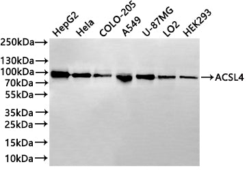 Western Blot
Positive WB detected in: HepG2 whole cell lysate(20µg) , Hela whole cell lysate(20µg) ,COLO-205 whole cell lysate(20µg) , A549 whole cell lysate(20µg) , U-87MG whole cell lysate(20µg) ,LO2 whole cell lysate(20µg) , HEK293 whole cell lysate(20µg) 
All lanes: ACSL4 antibody at 1:1000
Secondary
Goat polyclonal to rabbit IgG at 1/40000 dilution
Predicted band size: 79 kDa
Observed band size: 79 kDa
Exposure time：40s