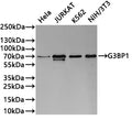 Western Blot
Positive WB detected in: Hela whole cell lysate(30µg) , JURKAT whole cell lysate(30µg) , K562 whole cell lysate(30µg) , NIH/3T3 whole cell lysate(30µg) 
All lanes: G3BP1 antibody at 1:1000
Secondary
Goat polyclonal to rabbit IgG at 1/40000 dilution
Predicted band size: 52 kDa
Observed band size: 70 kDa
Exposure time：1min