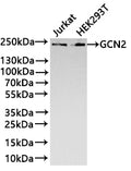 Western Blot
Positive WB detected in: Jurkat whole cell lysate(30µg) , HEK293T whole cell lysate(30µg) 
All lanes: GCN2 antibody at 1:1000
Secondary
Goat polyclonal to rabbit IgG at 1/40000 dilution
Predicted band size: 187 kDa
Observed band size: 200 kDa
Exposure time：3min
