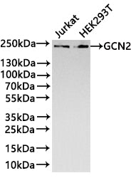 Western Blot
Positive WB detected in: Jurkat whole cell lysate(30µg) , HEK293T whole cell lysate(30µg) 
All lanes: GCN2 antibody at 1:1000
Secondary
Goat polyclonal to rabbit IgG at 1/40000 dilution
Predicted band size: 187 kDa
Observed band size: 200 kDa
Exposure time：3min