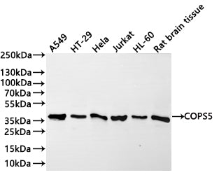 Western Blot
Positive WB detected in:  A549 whole cell lysate(30µg) , HT-29 whole cell lysate(30µg) , Hela whole cell lysate(30µg) , Jurkat whole cell lysate(30µg) , HL-60 whole cell lysate(30µg) , Rat brain tissue lysate(30µg) 
All lanes: COPS5 antibody at 1:1000
Secondary
Goat polyclonal to rabbit IgG at 1/40000 dilution
Predicted band size: 38 kDa
Observed band size: 38 kDa
Exposure time：2min