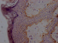 SNCA Antibody – Figure 1 of 1