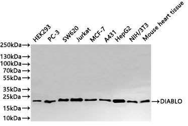 Western Blot
Positive WB detected in: HEK293 whole cell lysate(30µg) ,PC-3 whole cell lysate(30µg) ,SW620 whole cell lysate(30µg) ,Jurkat whole cell lysate(30µg) ,MCF-7 whole cell lysate(30µg) ,A431 whole cell lysate(30µg) ,HepG2 whole cell lysate(30µg) ,NIH/3T3 whole cell lysate(30µg) ,Mouse heart tissue lysate(30µg) 
All lanes: DIABLO antibody at 1:1000
Secondary
Goat polyclonal to rabbit IgG at 1/40000 dilution
Predicted band size: 27 kDa
Observed band size: 21 kDa
Exposure time：20s
