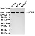 Western Blot
Positive WB detected in: Jurkat whole cell lysate(30µg) ,HT-29 whole cell lysate(30µg) , NIH/3T3 whole cell lysate(30µg) 
All lanes: MCM2 antibody at 1:1000
Secondary
Goat polyclonal to rabbit IgG at 1/40000 dilution
Predicted band size: 102 kDa
Observed band size: 130 kDa
Exposure time：1min