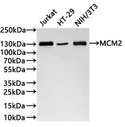 Western Blot
Positive WB detected in: Jurkat whole cell lysate(30µg) ,HT-29 whole cell lysate(30µg) , NIH/3T3 whole cell lysate(30µg) 
All lanes: MCM2 antibody at 1:1000
Secondary
Goat polyclonal to rabbit IgG at 1/40000 dilution
Predicted band size: 102 kDa
Observed band size: 130 kDa
Exposure time：1min