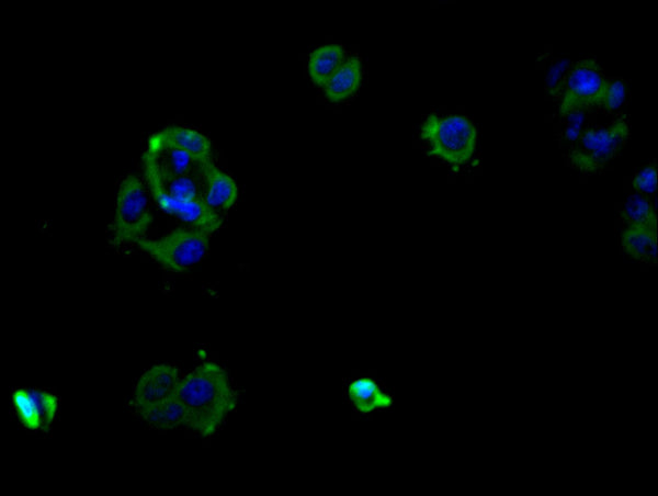 Immunofluorescence staining of MCF-7 cell with CSB-RA588316A0HU at 1:50, counter-stained with DAPI. The cells were fixed in 4% formaldehyde and blocked in 10% normal Goat Serum. The cells were then incubated with the antibody overnight at 4°C. The secondary antibody was Alexa Fluor 488-congugated AffiniPure Goat Anti-Rabbit IgG(H+L) .