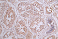 IHC image of CSB-RA588766A0HU diluted at 1:50 and staining in paraffin-embedded human testis tissue performed on a Leica BondTM system. After dewaxing and hydration, antigen retrieval was mediated by high pressure in a citrate buffer (pH 6.0) . Section was blocked with 10% normal goat serum 30min at RT. Then primary antibody (1% BSA) was incubated at 4°C overnight. The primary is detected by a Goat anti-rabbit polymer IgG labeled by HRP and visualized using 0.23% DAB.