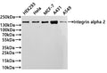 Western Blot
Positive WB detected in: HEK293 whole cell lysate(30µg) , Hela whole cell lysate(30µg) , MCF-7 whole cell lysate(30µg) , A431 whole cell lysate(30µg) , A549 whole cell lysate(30µg) 
All lanes: Integrin alpha 2 antibody at 1:1000
Secondary
Goat polyclonal to rabbit IgG at 1/40000 dilution
Predicted band size: 129 kDa
Observed band size: 150 kDa
Exposure time：2min