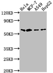 Western Blot
Positive WB detected in: Hela whole cell lysate, MCF-7 whole cell lysate, A549 whole cell lysate, HepG2 whole cell lysate
All lanes: SOX10 antibody at 1:2000
Secondary
Goat polyclonal to rabbit IgG at 1/50000 dilution
Predicted band size: 50, 32 kDa
Observed band size: 60 kDa