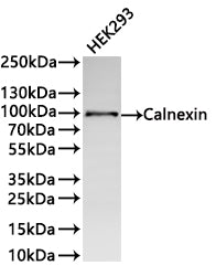 Western Blot
Positive WB detected in: HEK293 whole cell lysate(30µg) 
All lanes: Calnexin antibody at 1:1000
Secondary
Goat polyclonal to rabbit IgG at 1/40000 dilution
Predicted band size: 68 kDa
Observed band size: 94 kDa
Exposure time：10s