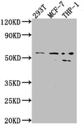 Western Blot
Positive WB detected in: 293T whole cell lysate, MCF-7 whole cell lysate, THP-1 whole cell lysate
All lanes: MMP12 antibody at 1:1000
Secondary
Goat polyclonal to rabbit IgG at 1/50000 dilution
Predicted band size: 55 kDa
Observed band size: 54, 45 kDa