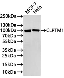 Western Blot
Positive WB detected in:MCF-7 whole cell lysate(30µg) , Hela whole cell lysate(30µg) 
All lanes: CLPTM1 antibody at 1:1000
Secondary
Goat polyclonal to rabbit IgG at 1/40000 dilution<br /
Predicted band size: 76 kDa 
Observed band size: 100 kDa
Exposure time：2min