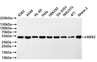 Western Blot
Positive WB detected in: K562 whole cell lysate(20µg) ,A549 whole cell lysate(20µg) , HL-60 whole cell lysate(20µg) , HEK293 whole cell lysate(20µg) ,SH-SY5Y whole cell lysate(20µg) ,NIH/3T3 whole cell lysate(20µg) ,4T1 whole cell lysate(20µg) ,Ntera-2 whole cell lysate(20µg) ,Mouse brain tissue lysate(20µg) 
All lanes: MEK2 antibody at 1:1000
Secondary
Goat polyclonal to rabbit IgG at 1/40000 dilution
Predicted band size: 44 kDa
Observed band size: 44 kDa
Exposure time：20s