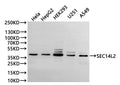 Western Blot
Positive WB detected in: Hela whole cell lysate(30µg), HepG2 whole cell lysate(30µg), HEK293 whole cell lysate(30µg), U-251MG whole cell lysate(30µg), A549 whole cell lysate(30µg)
All lanes: SEC14L2 antibody at 1:1000
Secondary
Goat polyclonal to rabbit IgG at 1/40000 dilution
Predicted band size: 46 kDa
Observed band size: 40 kDa
Exposure time：1min