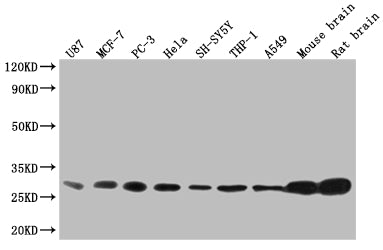 Western Blot
Positive WB detected in: U87 whole cell lysate, MCF-7 whole cell lysate, PC3 whole cell lysate, Hela whole cell lysate, SH-SY5Y whole cell lysate, THP-1 whole cell lysate, A549 whole cell lysate, Mouse brain tissue, Rat brain tissue
All lanes: YWHAB antibody at 1:2000
Secondary
Goat polyclonal to rabbit IgG at 1/50000 dilution
Predicted band size: 29, 28 kDa
Observed band size: 25-35 kDa