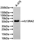 Western Blot
Positive WB detected in: A375 whole cell lysate(30µg)
All lanes: IL13RA2 antibody at 1:1000
Secondary
Goat polyclonal to human IgG at 1/40000 dilution
Predicted band size: 44 kDa
Observed band size: 55 kDa
Exposure time: 3min