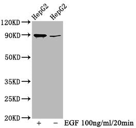 Phospho-RPS6KA1 (T359+S363) Antibody – Figure 1 of 3