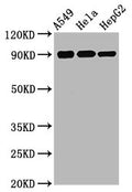 Western Blot
Positive WB detected in A549 whole cell lysate, Hela whole cell lysate, HepG2 whole cell lysate
All lanes Phospho-RPS6KA1 antibody at 1.75μg/ml
Secondary
Goat polyclonal to rabbit IgG at 1/50000 dilution
Predicted band size: 90 KDa
Observed band size: 90 KDa