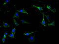 Immunofluorescence staining of SH-SY5Y cell with CSB-RA619082MA1HU at 1:30,  counter-stained with DAPI. The cells were fixed in 4% formaldehyde and blocked in 10% normal Goat Serum. The cells were then incubated with the antibody overnight at 4C. The secondary antibody was FITC-conjugated AffiniPure Goat Anti-Mouse IgG(H+L) .
