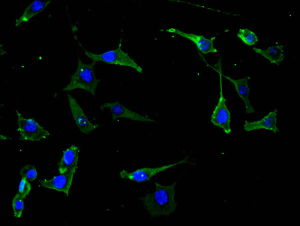 Immunofluorescence staining of SH-SY5Y cell with CSB-RA619082MA1HU at 1:30,  counter-stained with DAPI. The cells were fixed in 4% formaldehyde and blocked in 10% normal Goat Serum. The cells were then incubated with the antibody overnight at 4C. The secondary antibody was FITC-conjugated AffiniPure Goat Anti-Mouse IgG(H+L) .