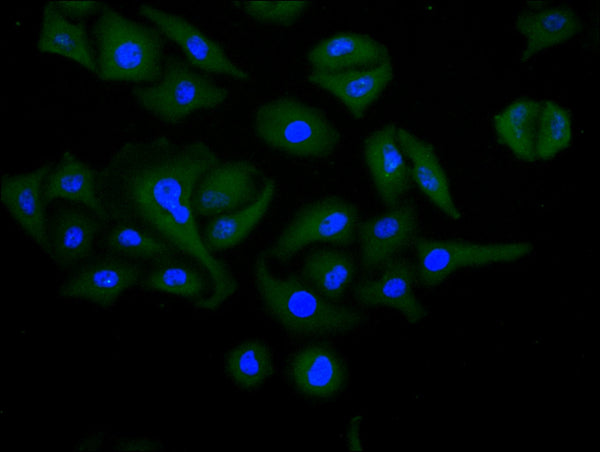 Immunofluorescence staining of Hela cell with CSB-RA619962MA1HU at 1:30 ,counter-stained with DAPI. The cells were fixed in 4% formaldehyde, permeabilized using 0.2% Triton X-100 and blocked in 10% normal Goat Serum. The cells were then incubated with the antibody overnight at 4°C. The secondary antibody was Fluorescein (FITC) AffiniPure Goat Anti-Human IgG, Fcγ fragment specific.