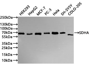 Western Blot
Positive WB detected in: HEK293 whole cell lysate(30µg) , HepG2 whole cell lysate(30µg) ,MCF-7 whole cell lysate(30µg) , PC-3 whole cell lysate(30µg) , Hela whole cell lysate(30µg) , SH-SY5Y whole cell lysate(30µg) , U-251MG whole cell lysate(30µg) 
All lanes: SDHA antibody at 1:1000
Secondary
Goat polyclonal to rabbit IgG at 1/40000 dilution
Predicted band size: 73 kDa
Observed band size: 65 kDa
Exposure time：1min
