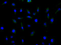 Immunofluorescence staining of MCF cell with CSB-RA620892MA1HU at 1:100, counter-stained with DAPI. The cells were fixed in 4% formaldehyde and blocked in 10% normal Goat Serum. The cells were then incubated with the antibody overnight at 4C. The secondary antibody was FITC-conjugated AffiniPure Goat Anti-Human IgG(H+L) .