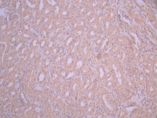IHC image of CSB-RA624105MA1HU diluted at 1:50 and staining in paraffin-embedded human kidney tissue performed on a Leica BondTM system. After dewaxing and hydration, antigen retrieval was mediated by high pressure in a citrate buffer (pH 6.0). Section was blocked with 10% normal goat serum 30min at RT. Then primary antibody (1% BSA) was incubated at 4°C overnight. The primary is detected by a Anti-Human lgG, Fcy Fragment Specific labeled by HRP and visualized using 0.05% DAB.