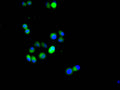 Immunofluorescence staining of Hela cell with CSB-RA624113MA1HU at 1:20,  counter-stained with DAPI. The cells were fixed in 4% formaldehyde and blocked in 10% normal Goat Serum. The cells were then incubated with the antibody overnight at 4C. The secondary antibody was FITC-conjugated AffiniPure Goat Anti-Rabbit IgG(H+L) .