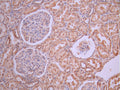 IHC image of CSB-RA67599MA1HU diluted at 1:50 and staining in paraffin-embedded human kidney tissue performed on a Leica BondTM system. After dewaxing and hydration, antigen retrieval was mediated by high pressure in a citrate buffer (pH 6.0). Section was blocked with 10% normal goat serum 30min at RT. Then primary antibody (1% BSA) was incubated at 4°C overnight. The primary is detected by a Anti-Human lgG, Fcy Fragment Specific labeled by HRP and visualized using 0.05% DAB.