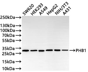 Western Blot
Positive WB detected in: SW620 whole cell lysate(30µg) , HEK293 whole cell lysate(30µg) , A549 whole cell lysate(30µg) , HepG2 whole cell lysate(30µg) , NIH/3T3 whole cell lysate(30µg) , A-431 whole cell lysate(30µg) 
All lanes: PHB1 antibody at 1:1000
Secondary
Goat polyclonal to rabbit IgG at 1/50000 dilution
Predicted band size: 30 kDa
Observed band size: 30 kDa
Exposure time: 1min
