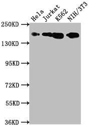 Western Blot
Positive WB detected in: Hela whole cell lysate, Jurkat whole cell lysate, K562 whole cell lysate, NIH/3T3 whole cell lysate
All lanes: TOP2A antibody at 1:1500
Secondary
Goat polyclonal to rabbit IgG at 1/50000 dilution
Predicted band size: 175, 178, 179, 183 kDa
Observed band size: 175 kDa