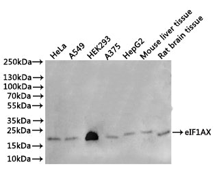 Western Blot
Positive WB detected in: Hela whole cell lysate(30µg), A549 whole cell lysate(30µg), HEK293 whole cell lysate(30µg), A375 whole cell lysate(30µg), HepG2 whole cell lysate(30µg), Mouse liver tissue lysate(30µg), Rat brain tissue lysate(30µg)
All lanes: eIF1AX antibody at 1:1000
Secondary
Goat polyclonal to rabbit IgG at 1/40000 dilution
Predicted band size: 16 kDa
Observed band size: 18 kDa
Exposure time：1min