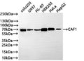 Western Blot
Positive WB detected in: COLO205 whole cell lysate(30µg) , U937 whole cell lysate, HL-60 whole cell lysate(30µg) , HEK293 whole cell lysate(30µg) , HeLa whole cell lysate(30µg) , HepG2 whole cell lysate(30µg) 
All lanes: CAF1 antibody at 1:1000
Secondary
Goat polyclonal to rabbit IgG at 1/50000 dilution
Predicted band size: 61 kDa
Observed band size: 70 kDa
Exposure time: 2min