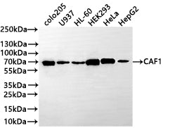 Western Blot
Positive WB detected in: COLO205 whole cell lysate(30µg) , U937 whole cell lysate, HL-60 whole cell lysate(30µg) , HEK293 whole cell lysate(30µg) , HeLa whole cell lysate(30µg) , HepG2 whole cell lysate(30µg) 
All lanes: CAF1 antibody at 1:1000
Secondary
Goat polyclonal to rabbit IgG at 1/50000 dilution
Predicted band size: 61 kDa
Observed band size: 70 kDa
Exposure time: 2min